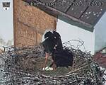 Capi_Dubne_20250428_102503.jpg