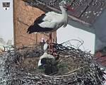 Capi_Dubne_20250428_114503.jpg