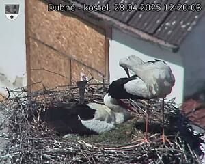 Capi_Dubne_20250428_122003.jpg (1350 x 1080)
