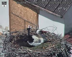 Capi_Dubne_20250428_130002.jpg (1350 x 1080)