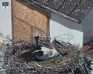 Capi_Dubne_20250428_132003.jpg (1350 x 1080)