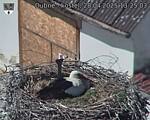 Capi_Dubne_20250428_132503.jpg