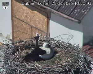 Capi_Dubne_20250428_133003.jpg (1350 x 1080)
