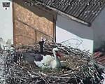 Capi_Dubne_20250428_141503.jpg