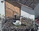 Capi_Dubne_20250428_142503.jpg