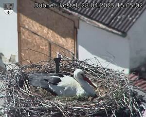 Capi_Dubne_20250428_150502.jpg (1350 x 1080)