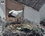 Capi_Dubne_20250428_155003.jpg