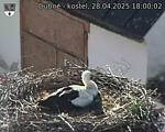 Capi_Dubne_20250428_180002.jpg