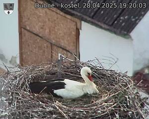 Capi_Dubne_20250428_192003.jpg (1350 x 1080)