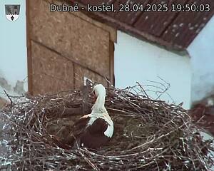 Capi_Dubne_20250428_195003.jpg (1350 x 1080)