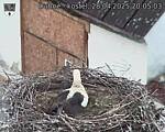 Capi_Dubne_20250428_200503.jpg