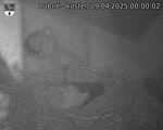 Capi_Dubne_20250429_000002.jpg