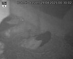 Capi_Dubne_20250429_003002.jpg