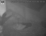 Capi_Dubne_20250429_003502.jpg