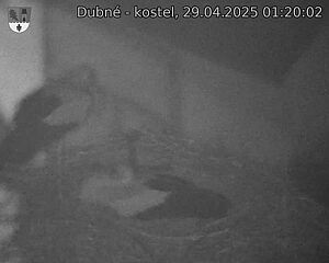 Capi_Dubne_20250429_012002.jpg (1350 x 1080)