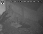 Capi_Dubne_20250429_013002.jpg