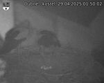 Capi_Dubne_20250429_015002.jpg