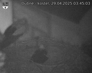 Capi_Dubne_20250429_034503.jpg (1350 x 1080)