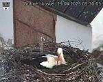 Capi_Dubne_20250429_053003.jpg