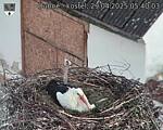 Capi_Dubne_20250429_054003.jpg