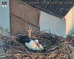 Capi_Dubne_20250429_061004.jpg