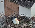 Capi_Dubne_20250429_063502.jpg