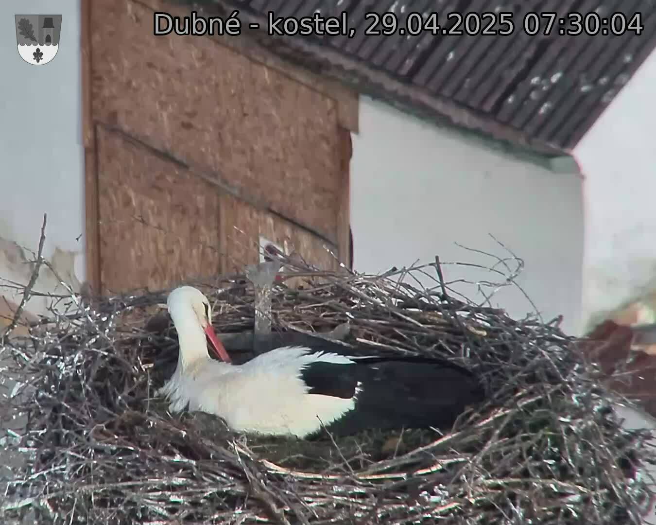 Capi_Dubne_20250429_073004.jpg (1350 x 1080)