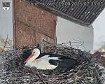 Capi_Dubne_20250429_073503.jpg