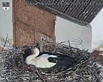 Capi_Dubne_20250429_074004.jpg
