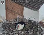 Capi_Dubne_20250429_075504.jpg