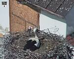 Capi_Dubne_20250429_114004.jpg