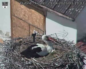 Capi_Dubne_20250429_131503.jpg (1350 x 1080)