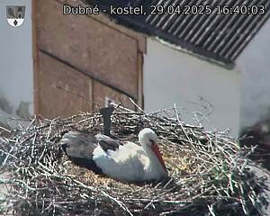 Capi_Dubne_20250429_164003.jpg (1350 x 1080)