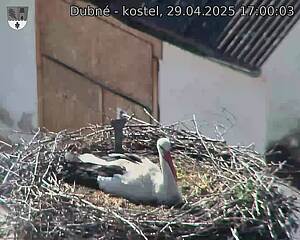 Capi_Dubne_20250429_170003.jpg (1350 x 1080)