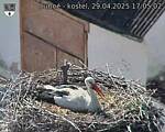Capi_Dubne_20250429_170502.jpg
