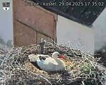 Capi_Dubne_20250429_173502.jpg