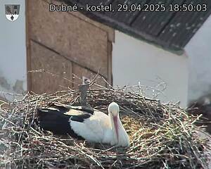 Capi_Dubne_20250429_185003.jpg (1350 x 1080)