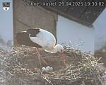 Capi_Dubne_20250429_193002.jpg