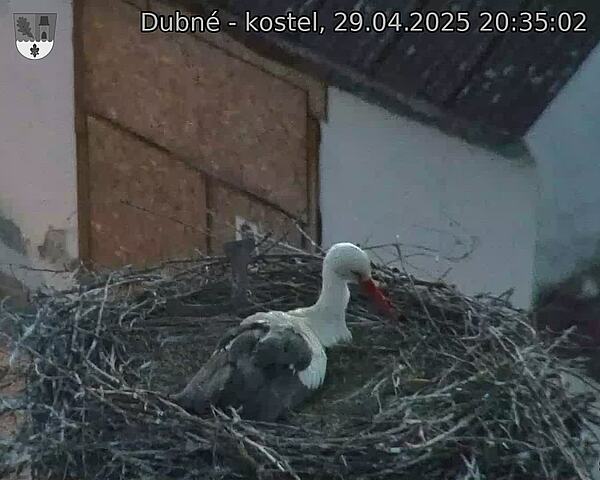 Capi_Dubne_20250429_203502.jpg (1350 x 1080)