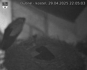 Capi_Dubne_20250429_220503.jpg (1350 x 1080)