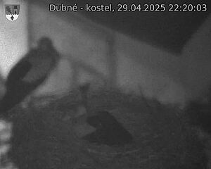 Capi_Dubne_20250429_222003.jpg (1350 x 1080)