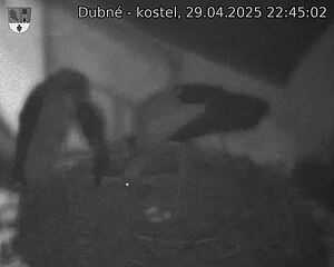 Capi_Dubne_20250429_224502.jpg (1350 x 1080)