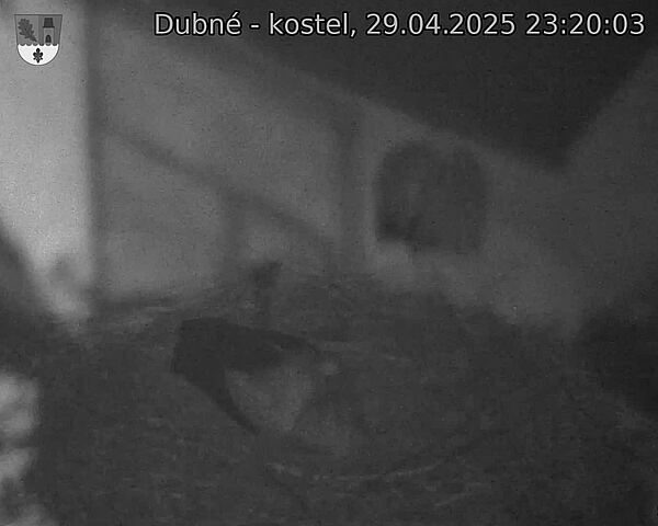 Capi_Dubne_20250429_232003.jpg (1350 x 1080)