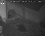 Capi_Dubne_20250430_021502.jpg