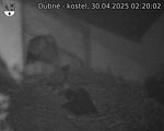 Capi_Dubne_20250430_022002.jpg