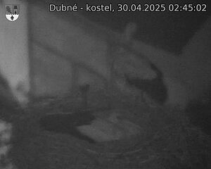 Capi_Dubne_20250430_024502.jpg (1350 x 1080)