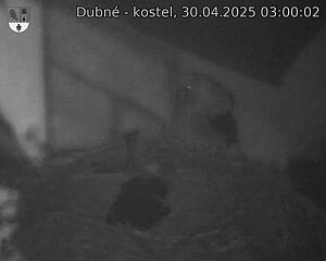 Capi_Dubne_20250430_030002.jpg (1350 x 1080)