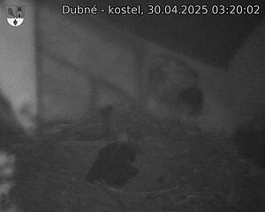 Capi_Dubne_20250430_032002.jpg (1350 x 1080)