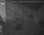 Capi_Dubne_20250430_032503.jpg