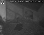 Capi_Dubne_20250430_035003.jpg